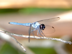 Brachydiplax duivenbodei