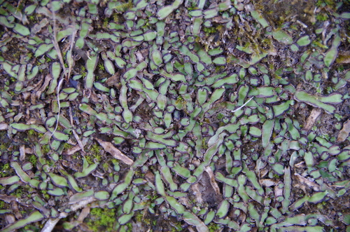 Plagiochasma wrightii