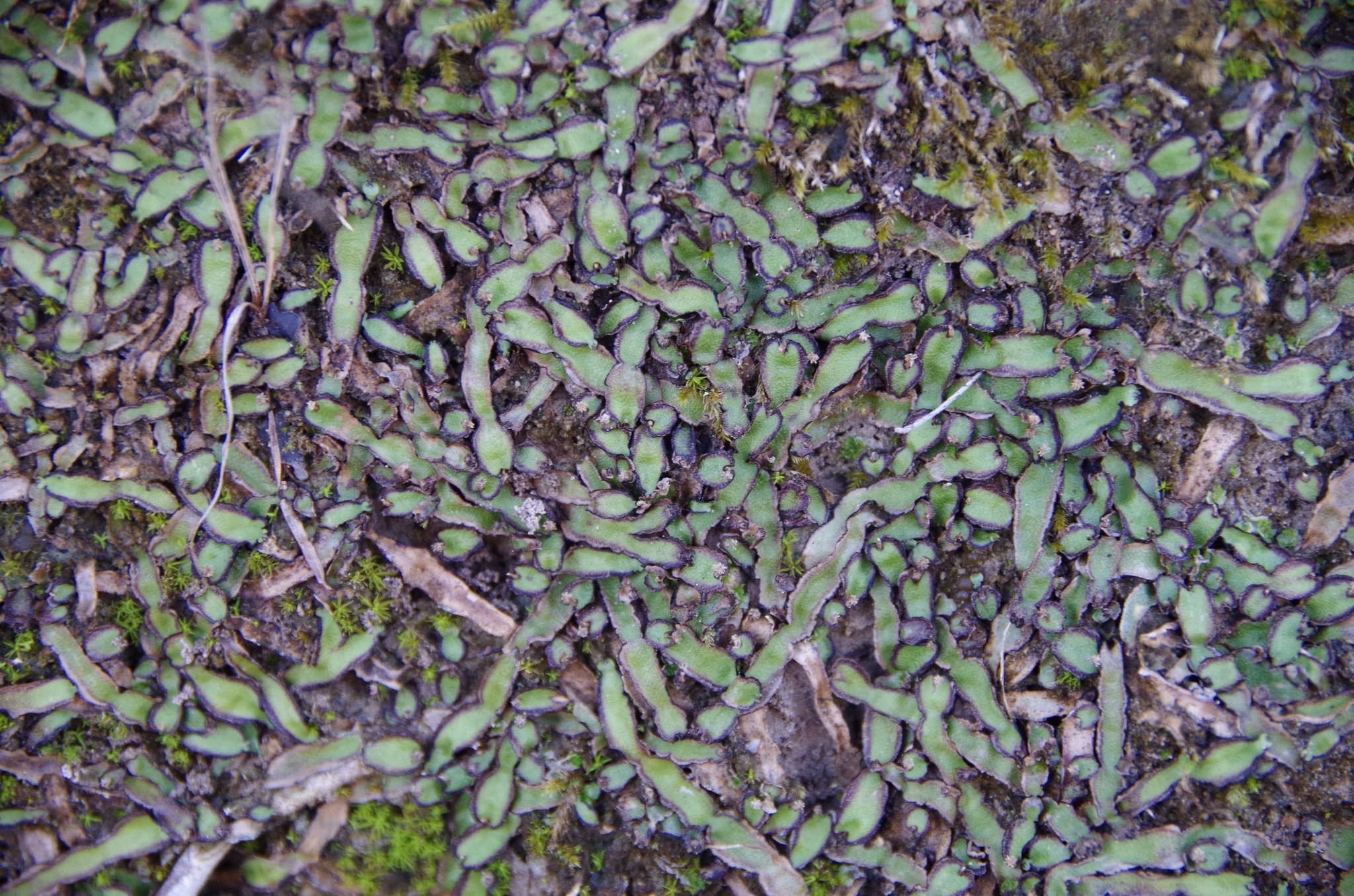 Plagiochasma wrightii