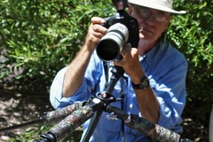 Brechmorhoga pertinax