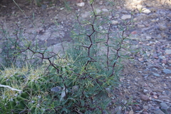 Prosopis alpataco
