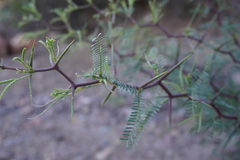Prosopis alpataco