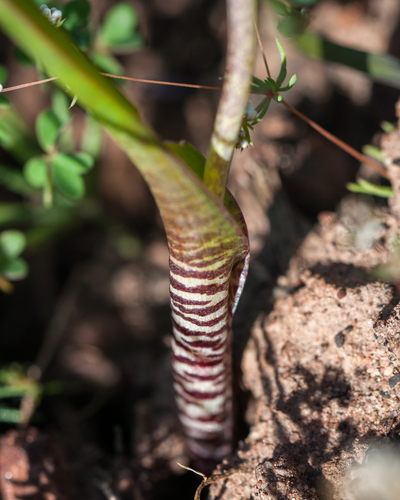 Lachenalia unifolia