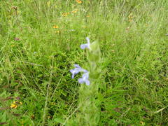 Salvia hirsuta