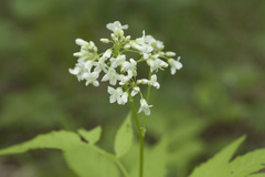 Cardamine leucantha