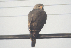 Kaupifalco monogrammicus