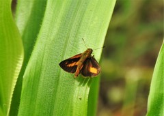 Racta plasma