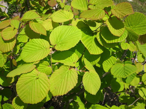 Corylopsis gotoana iNat (2)