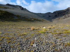 Craspedia lanata elongata