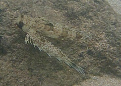 Dactyloptena orientalis