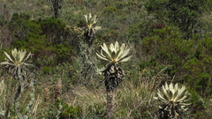 Espeletia barclayana