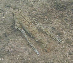 Dactyloptena orientalis