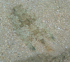 Dactyloptena orientalis