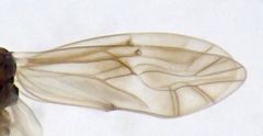 Peripsocus milleri