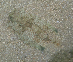 Dactyloptena orientalis