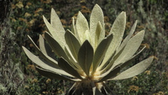 Espeletia barclayana