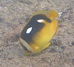 Chaetodon quadrimaculatus