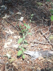 Chenopodium atrovirens