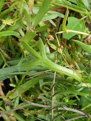 Coronopifolia