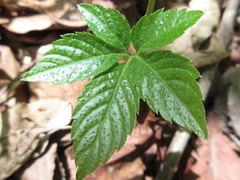 Gynostemma pentaphyllum