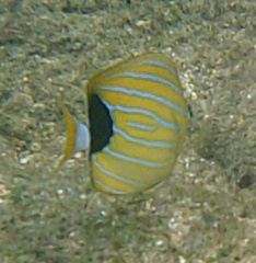 Chaetodon fremblii