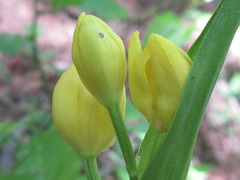 Cephalanthera falcata