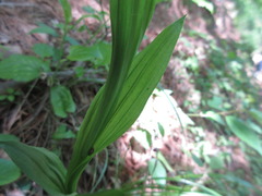 Cephalanthera falcata