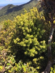 Podocarpus laetus