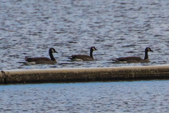 Branta canadensis parvipes