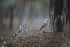 Tockus erythrorhynchus