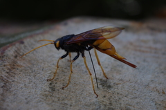 Urocerus gigas
