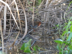 Laterallus leucopyrrhus