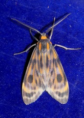 Eucereon phaeoprocta