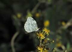 Dismorphia crisia foedora