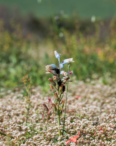 Lachenalia unifolia