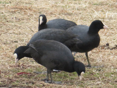 Fulica atra