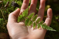 Dryopteris clintoniana