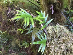 Microsorum novae-zealandiae