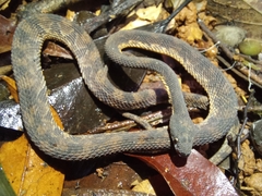 Nothopsis rugosus