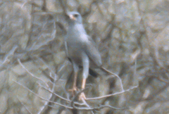 Melierax poliopterus