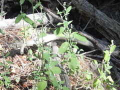Chenopodium atrovirens