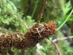 Microsorum novae-zealandiae