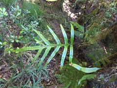 Microsorum novae-zealandiae