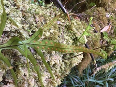 Microsorum novae-zealandiae