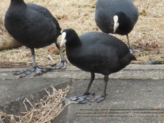 Fulica atra