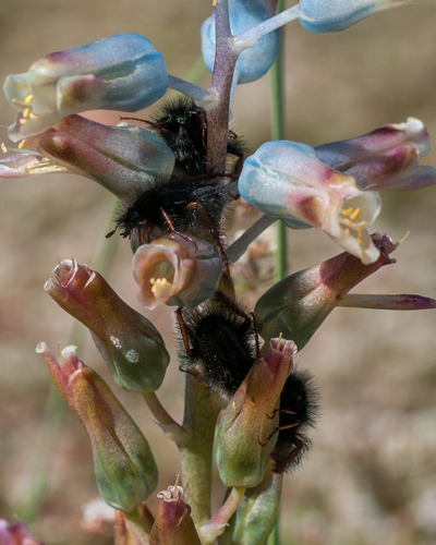 Lachenalia mediana