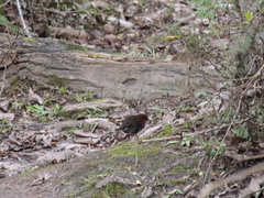 Laterallus leucopyrrhus