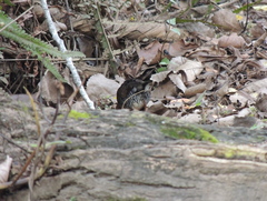 Laterallus leucopyrrhus