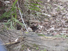 Laterallus leucopyrrhus