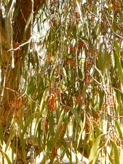 Amyema pendula pendula